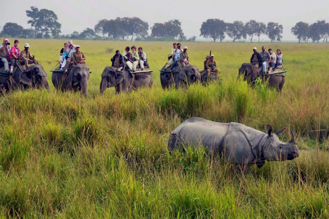 Indian Wildlife and National Parks: Exploring the Biodiversity of the Subcontinent