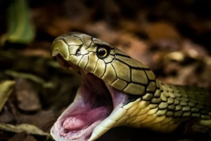 Cobra